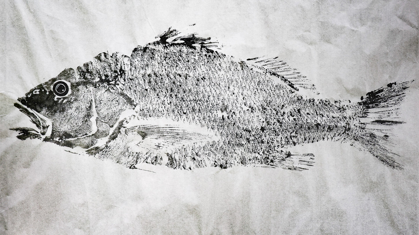 Tiwi Islands Golden Snapper limited edition print