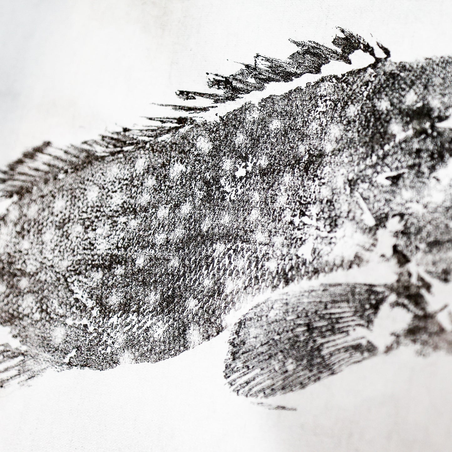 Tiwi Islands Rock Cod limited edition print