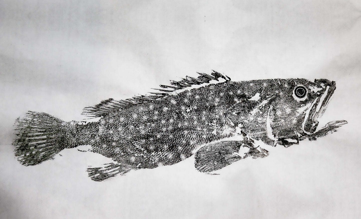 Tiwi Islands Rock Cod limited edition print