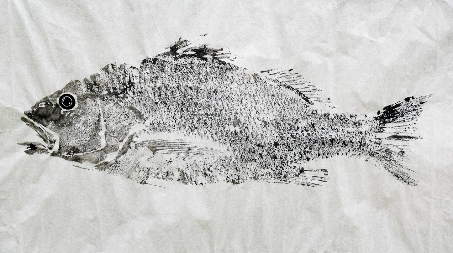 Golden Snapper Gyotaku Print – Tiwi Islands Collection