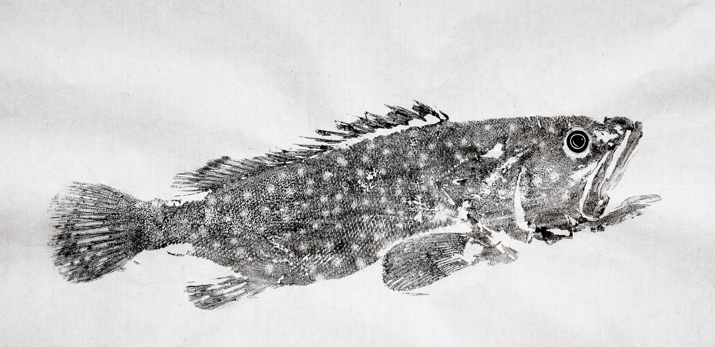 Tiwi Islands Rock Cod original Gyotaku Print