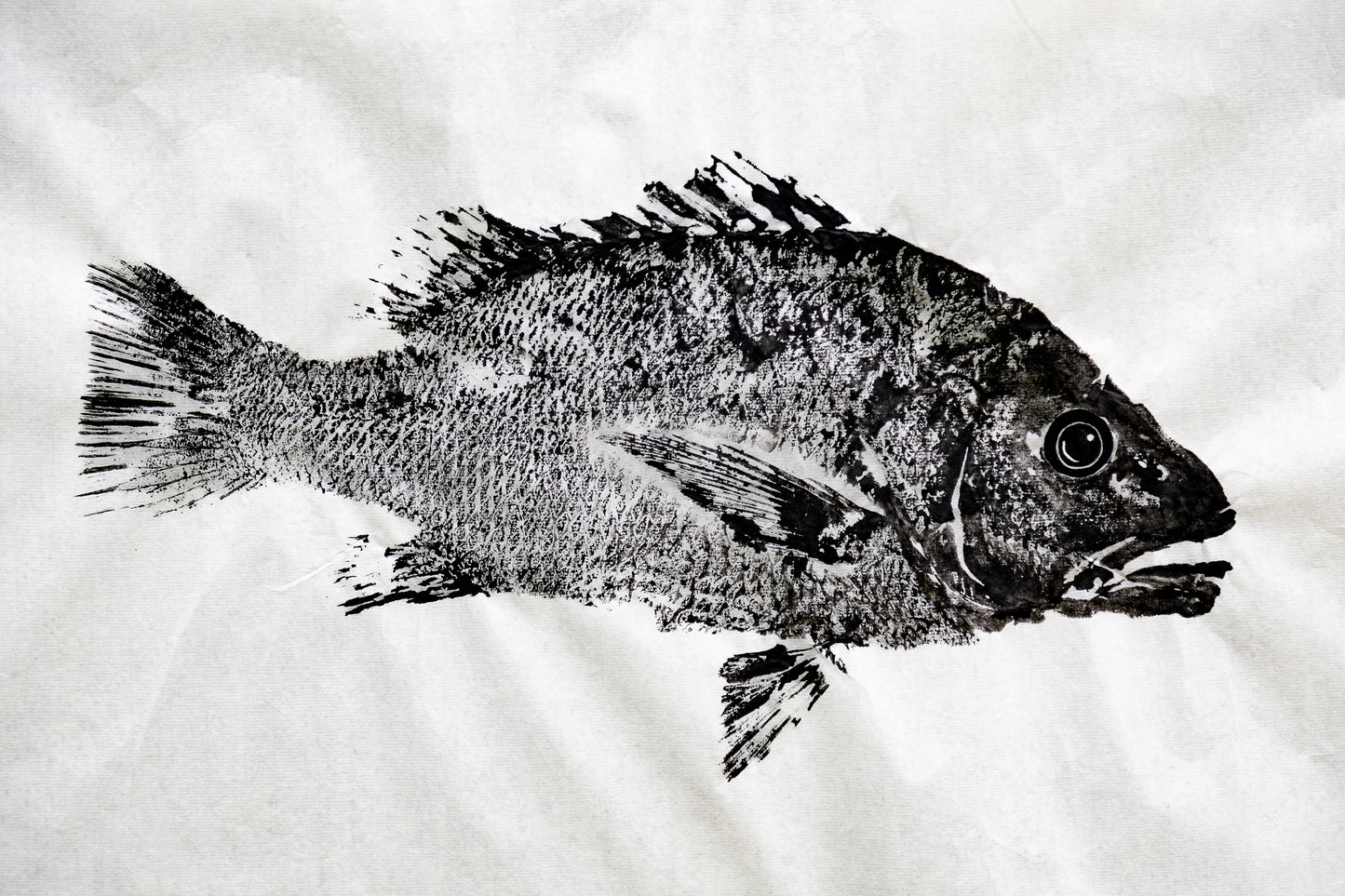 Tiwi Islands Mangrove jack original Gyotaku Print
