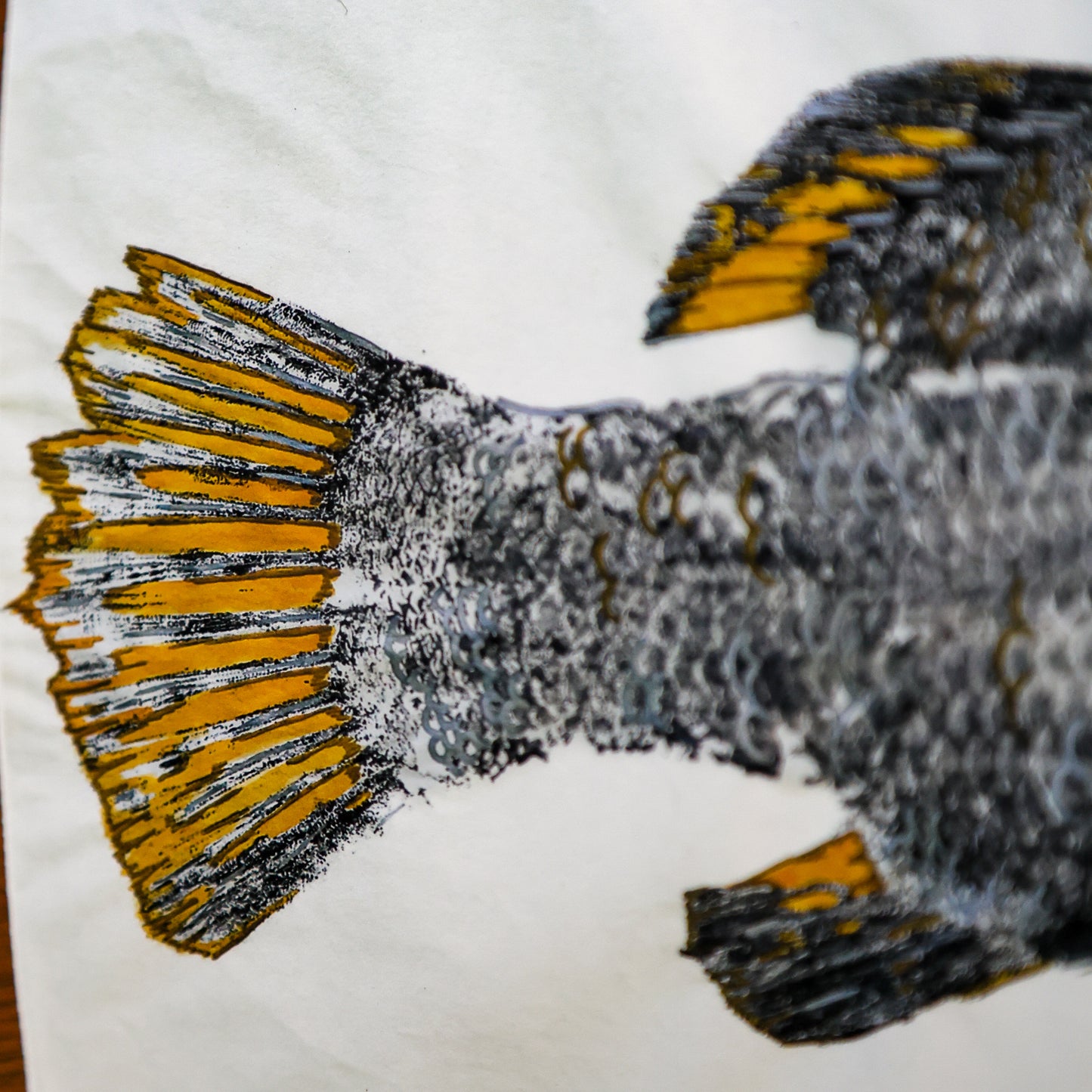 Blackfin Minis - Golden Barramundi