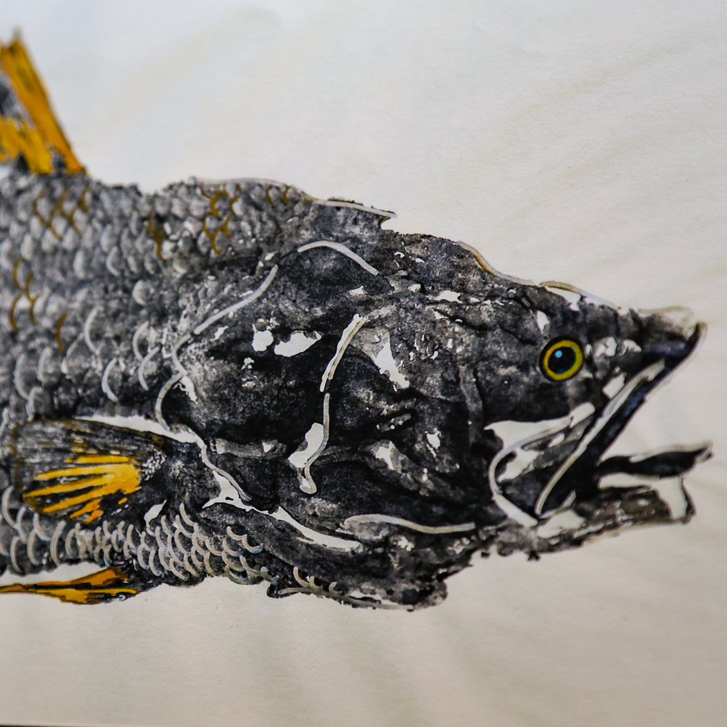 Blackfin Minis - Golden Barramundi