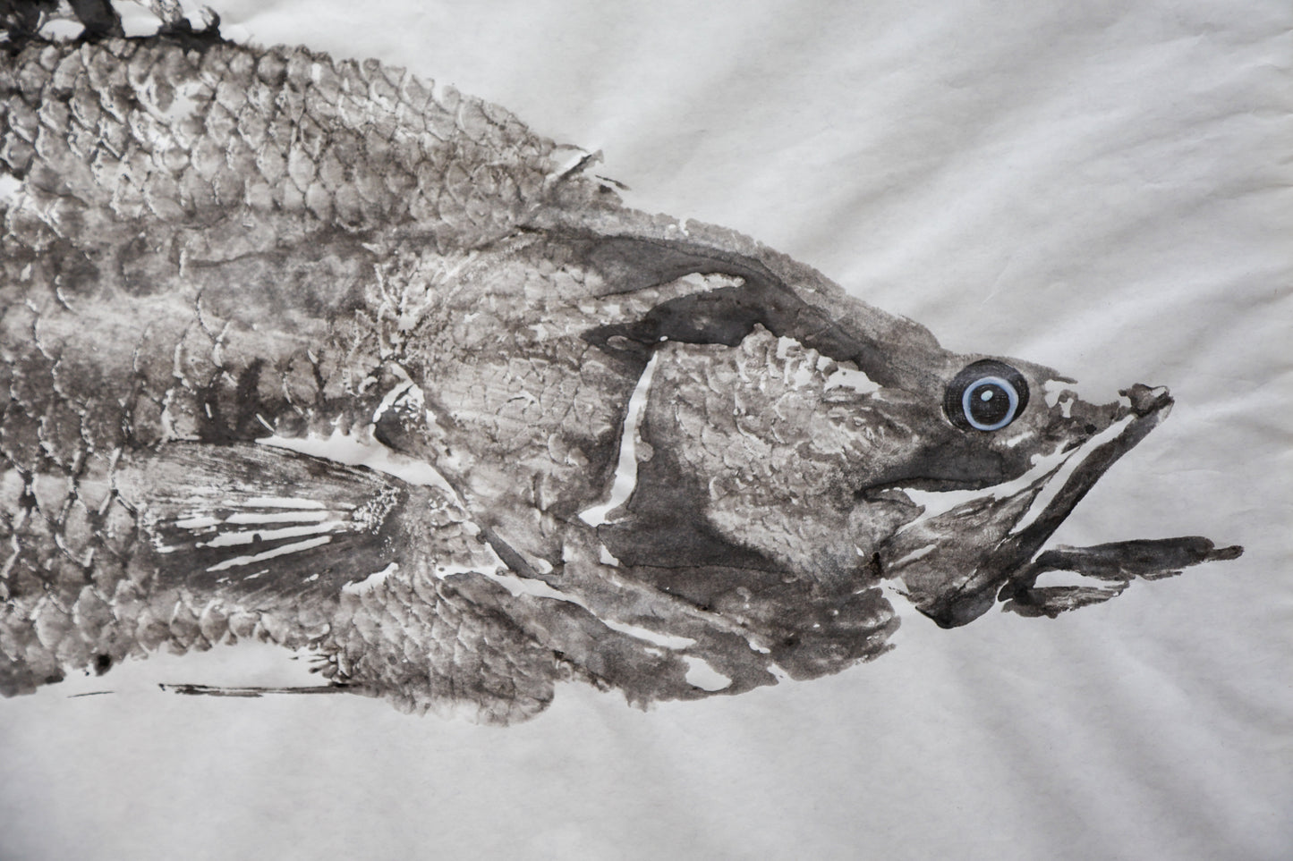 Tiwi Islands Barramundi limited edition print