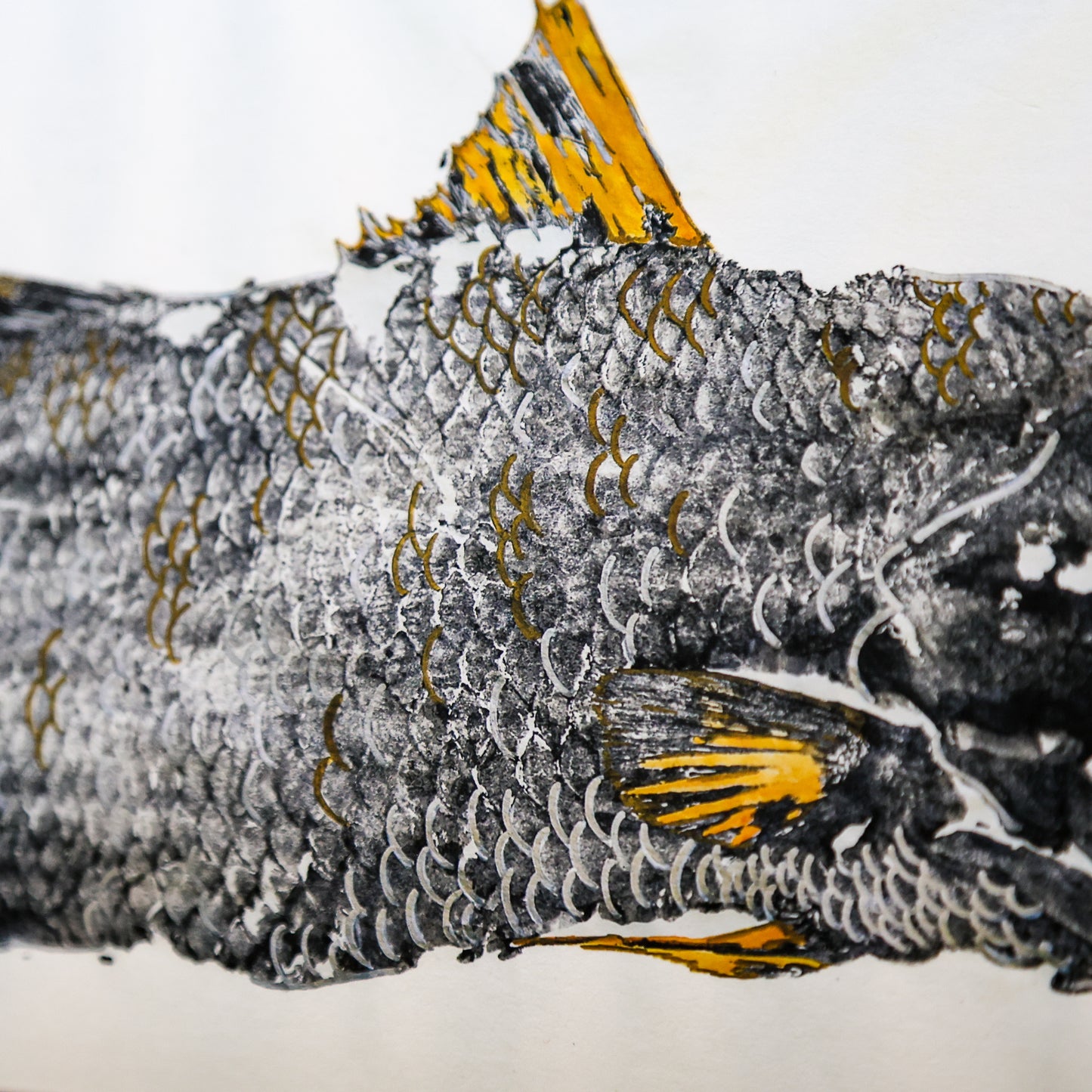 Blackfin Minis - Golden Barramundi