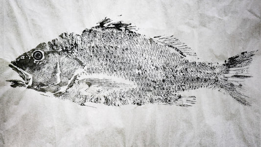 Tiwi Islands Golden Snapper limited edition print