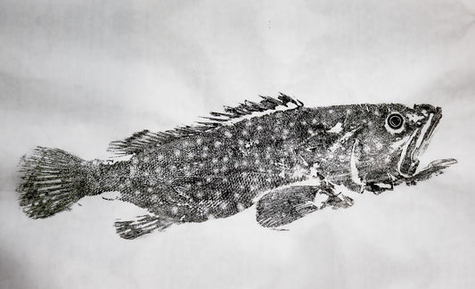 Tiwi Islands Rock Cod limited edition print