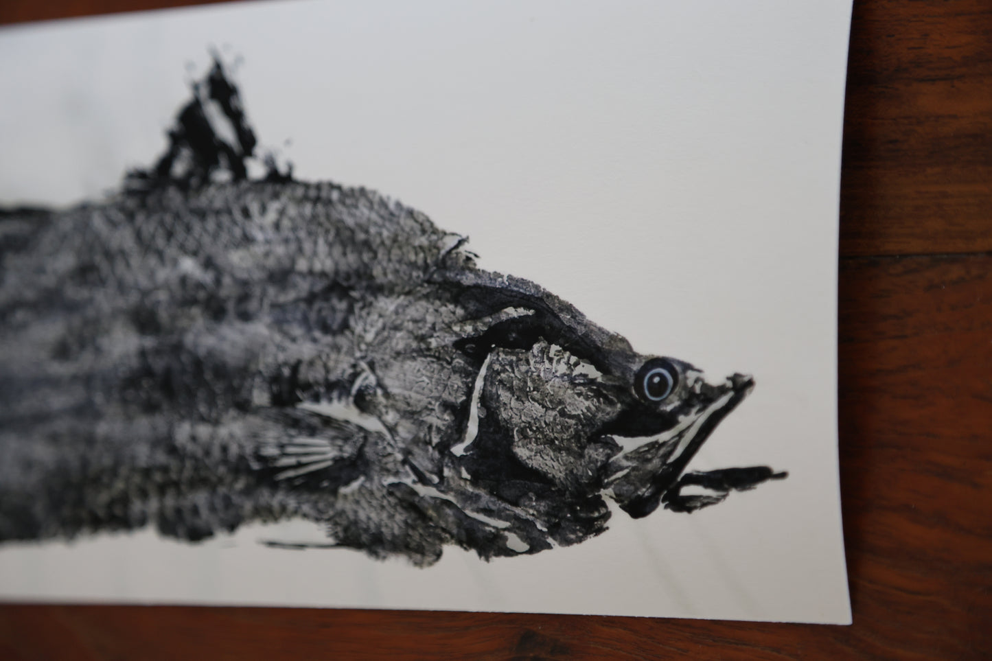 Blackfin Minis - Barramundi