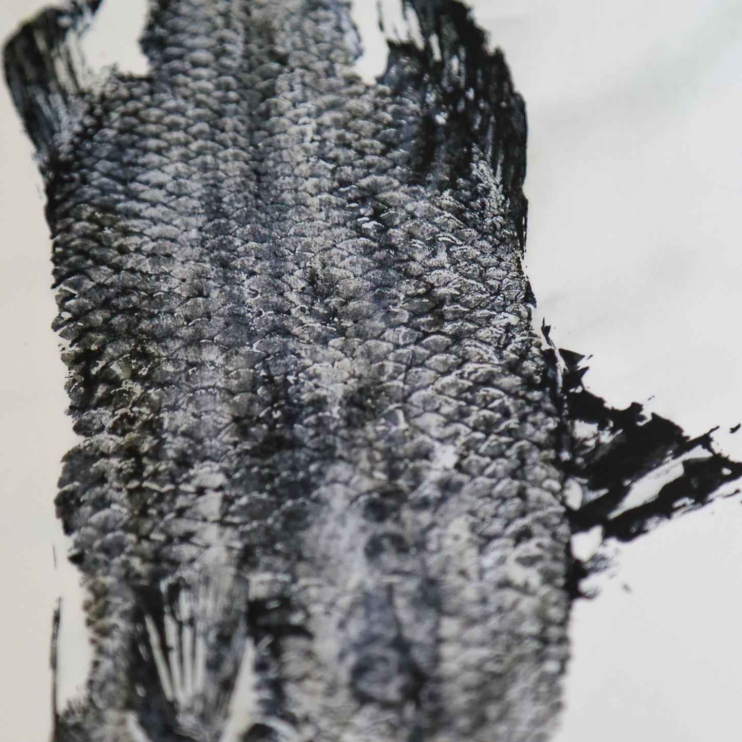 Blackfin Minis - Barramundi