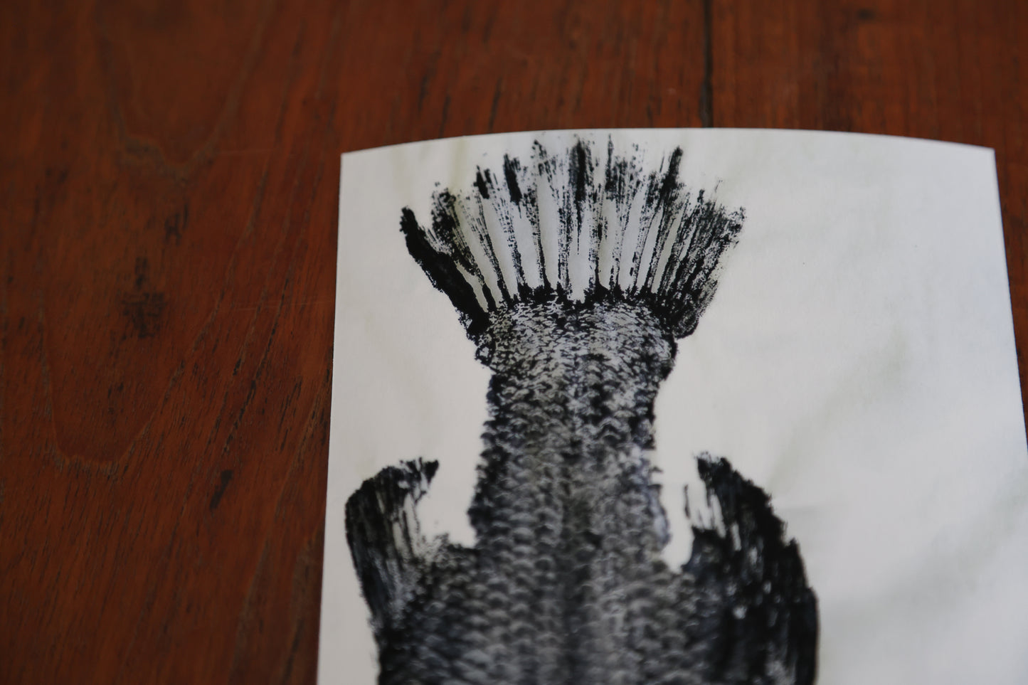 Blackfin Minis - Barramundi