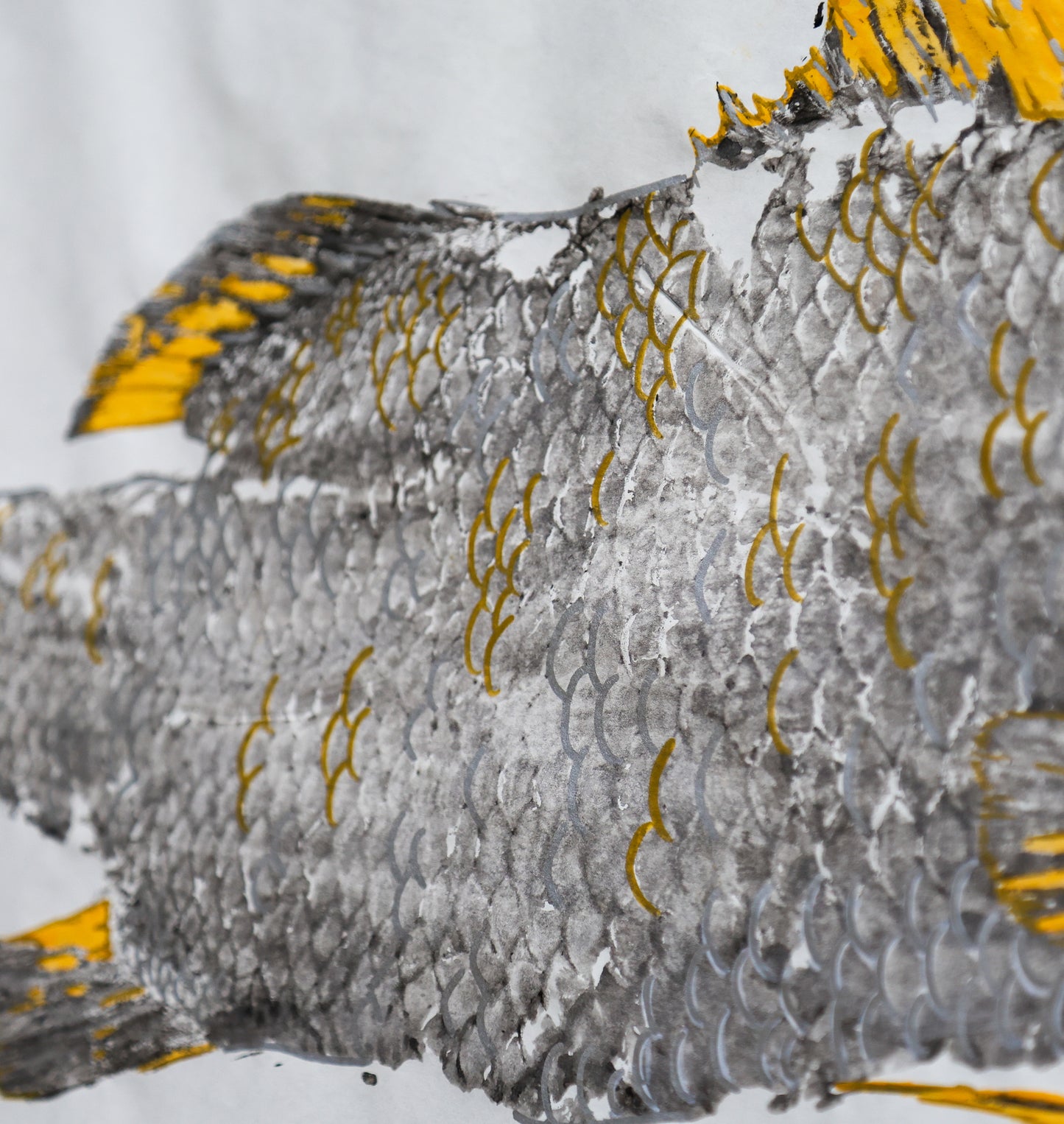 Tiwi Islands Golden Barramundi limited edition print