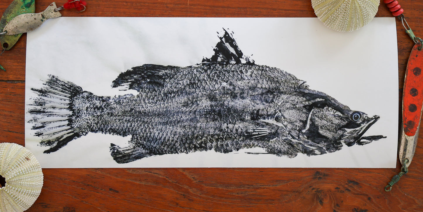 Blackfin Minis - Barramundi