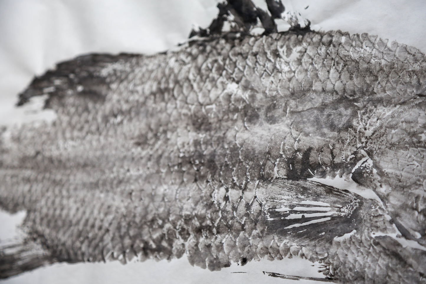 Tiwi Islands Barramundi limited edition print